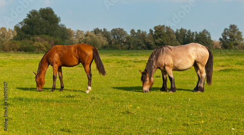 Two grazing horses in a Dutch meadow
