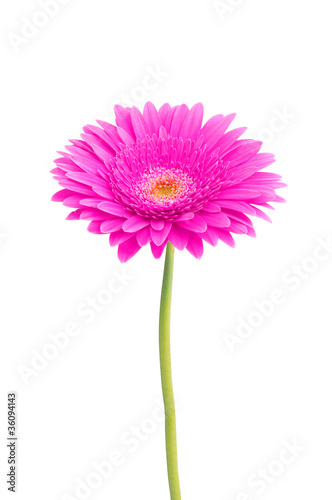 beautiful pink gerbera daisy flower isolated on white background