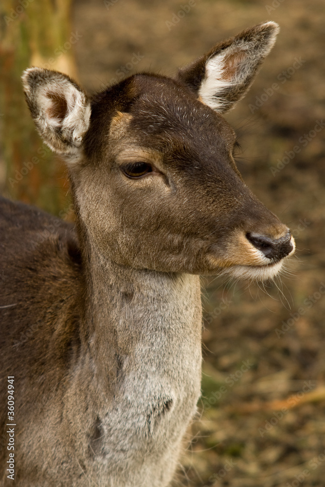 Fallow Deer portraiture on natural autumn background