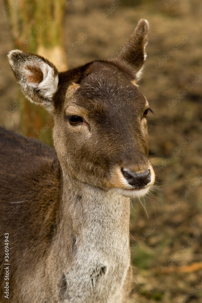 Fallow Deer portraiture on natural background