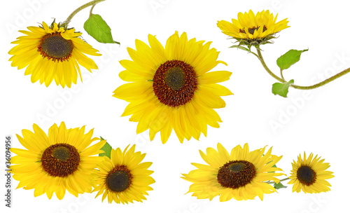 Fototapeta Naklejka Na Ścianę i Meble -  sunflowers collection
