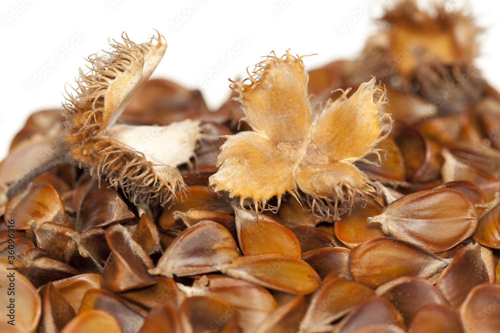 beech beech