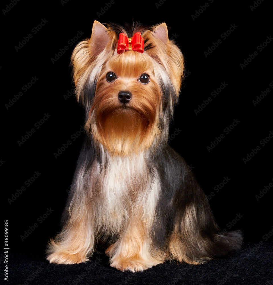 Yorkshire Terrier on black