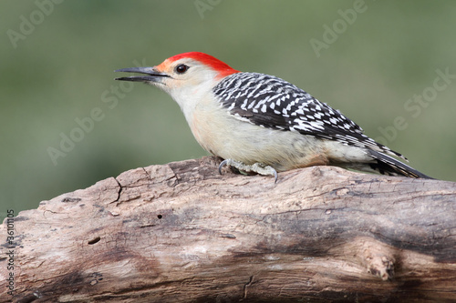 Woodpecker on a Log