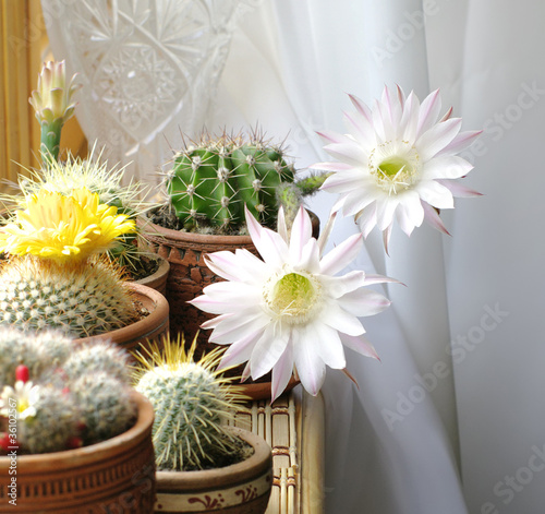 blooming cactuses