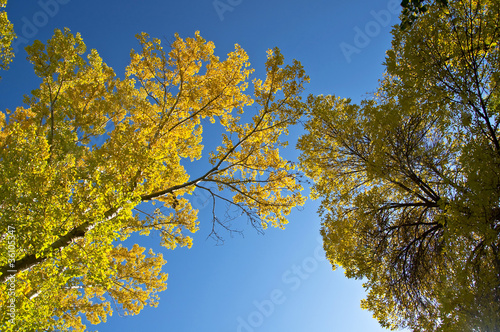 Autumn maple branch with yellow leaves