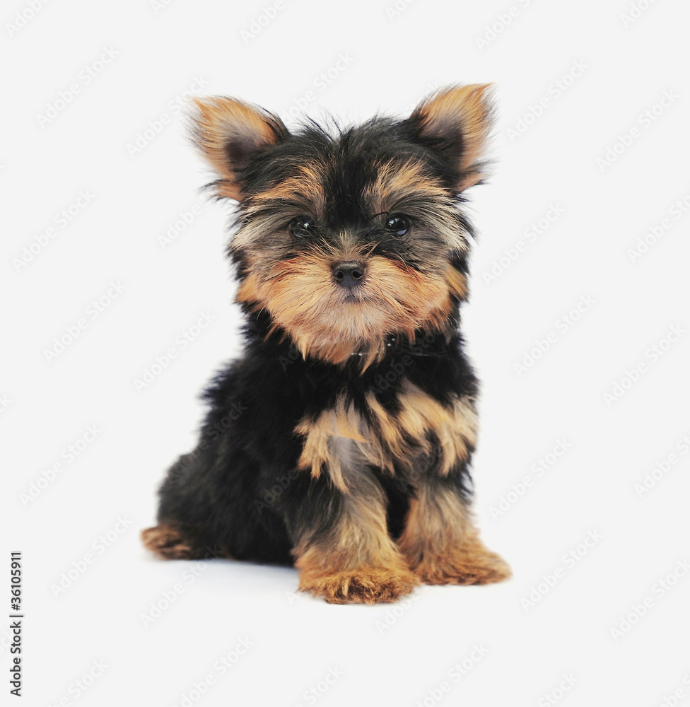 Yorkshire Terrier (2 months) in front of a white background Yorkshire Terrier (2 months) in front of a white background