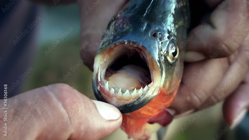 piranha teeth