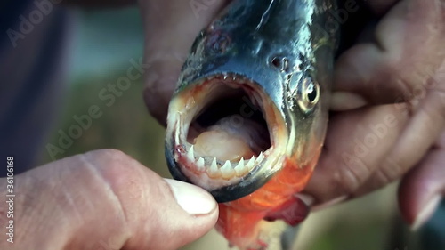 piranha teeth photo