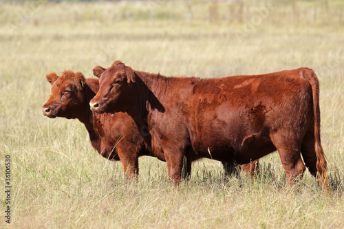 Red angus cows on pasture photo