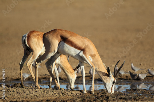 Springbok antelopes drinking