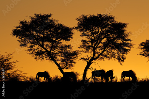Wildebeest and tree silhouetted against an African sunset