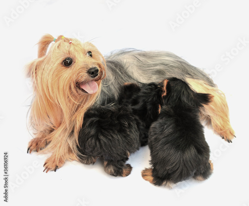 mother dog with puppy