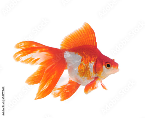 gold fish isolated on white © sommai