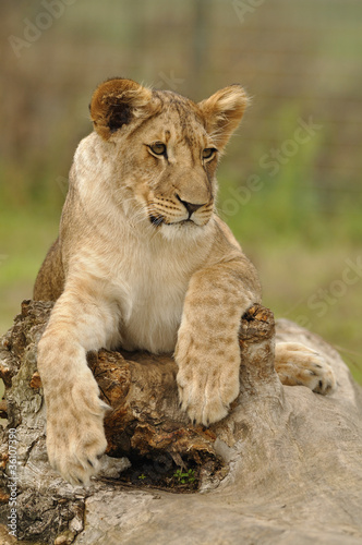 Lioness lying on tree trunk