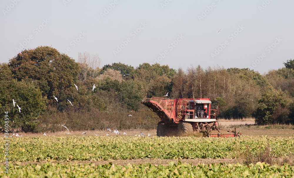 Fototapeta premium Sugar Beet Harvesting,UK