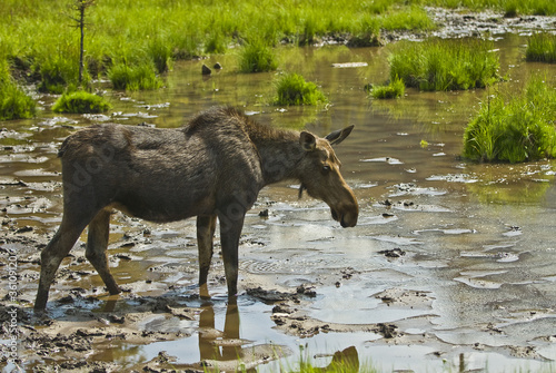 Moose