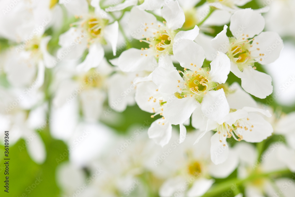 Obraz premium bird cherry tree flowers