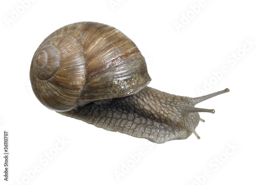 backside of a grapevine snail