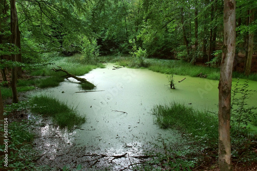 Foto overgrown tarn in the forest