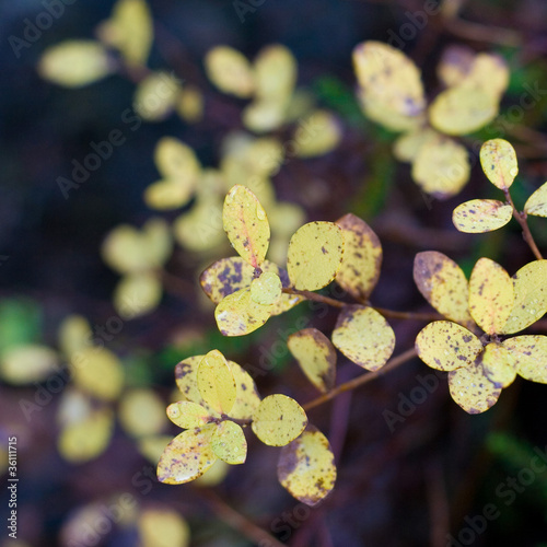 Yellow leafs of macro herb