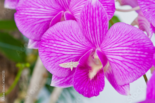 Fototapeta Naklejka Na Ścianę i Meble -  Purple orchid