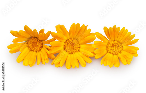 marigolds