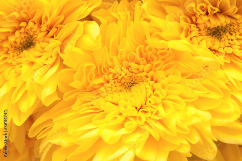 chrysanthemum