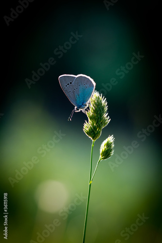 Schmetterling im Gegenlicht