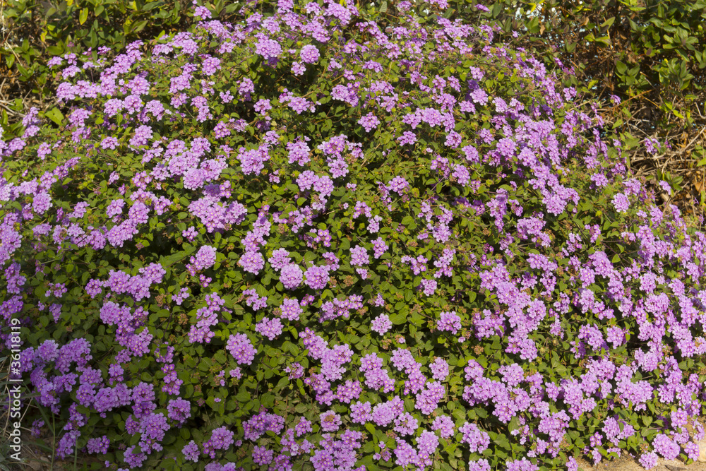 Fototapeta premium Small lilac flowers that bloom in autumn