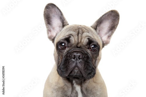 French bulldog puppy close-up portrait © jagodka