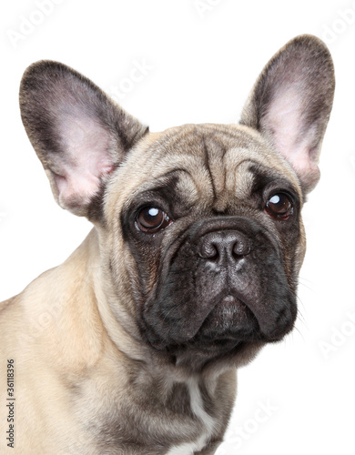 French bulldog puppy close-up portrait