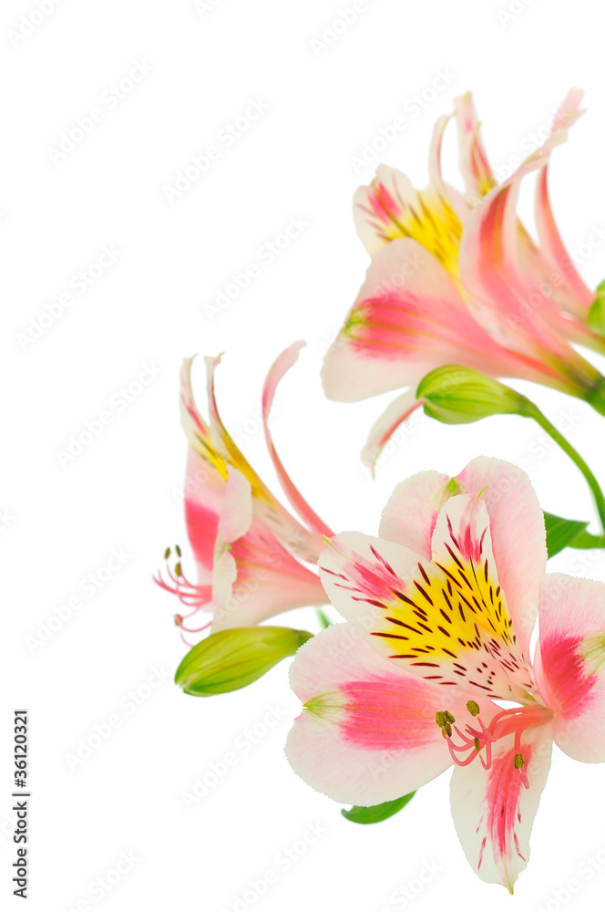 Pink flowers on white