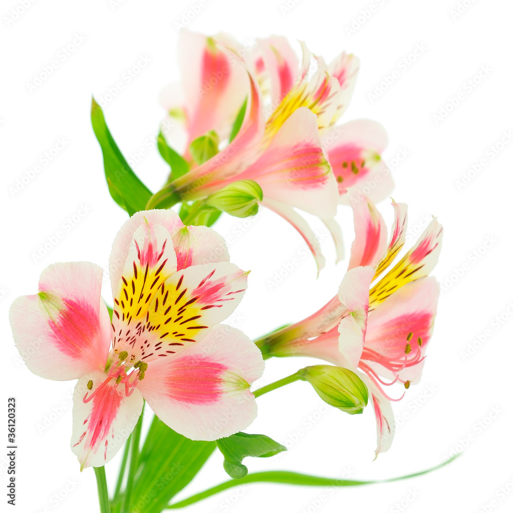 Pink flowers on white