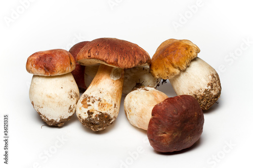Funghi porcini su sfondo bianco photo