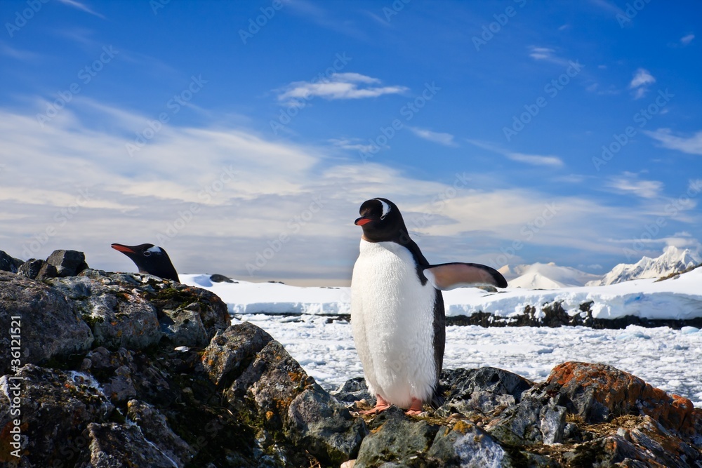 Fototapeta premium penguins nest