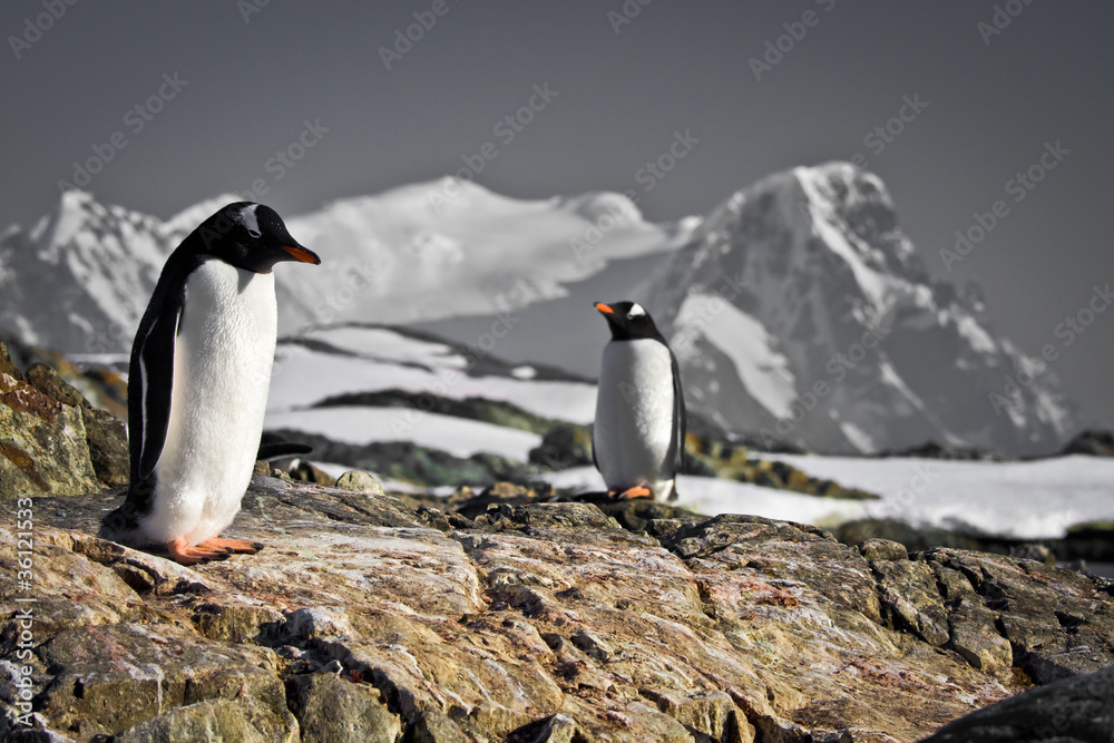 Fototapeta premium Two penguins dreaming
