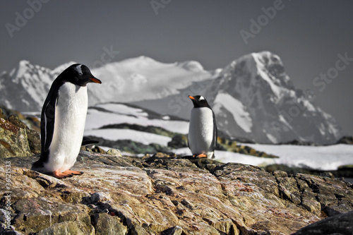 Two penguins dreaming