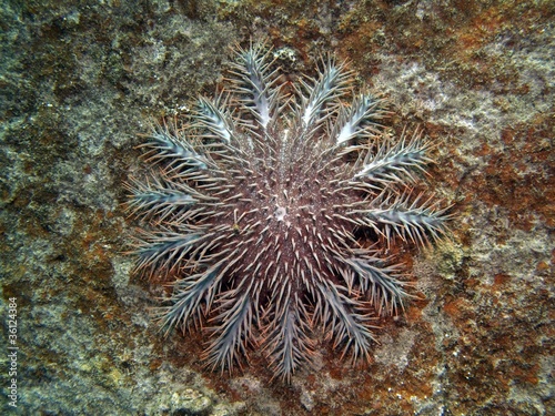 Crown of Thorns Starfish - Ancanthaster planci