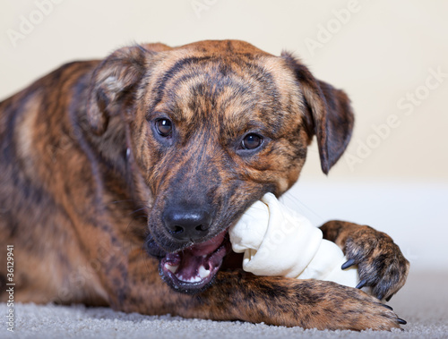 Brindled hound with a rawhide bone