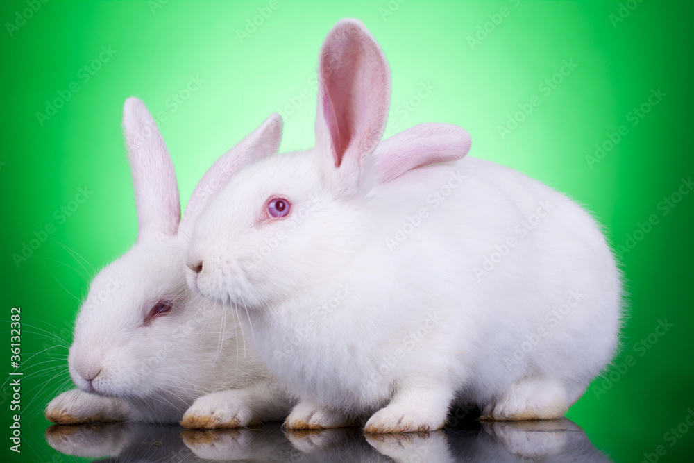 two cute white rabbits
