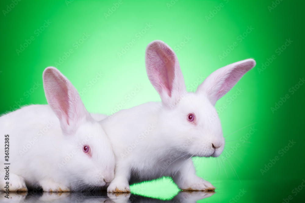 curious bunnies curious bunnies