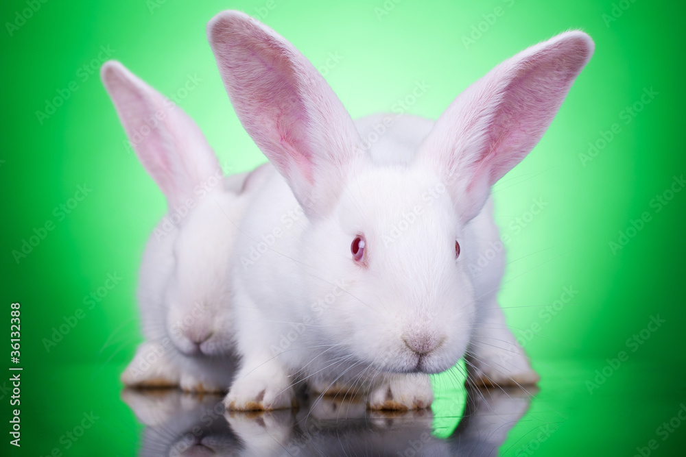 aggresive look of two bunnies
