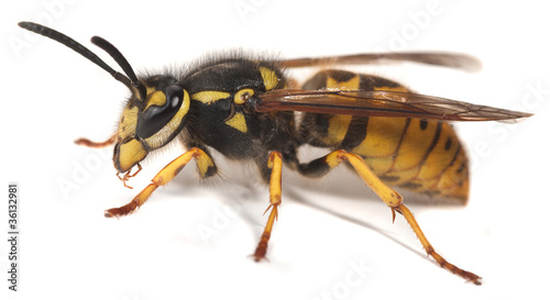 Wasp or Yellowjacket photo