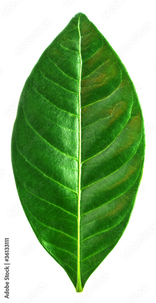 Obraz premium Leaf of a plant close up