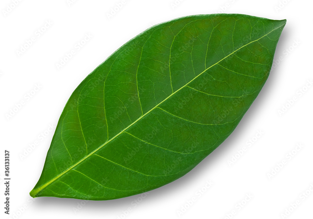 Green leaf Green leaf