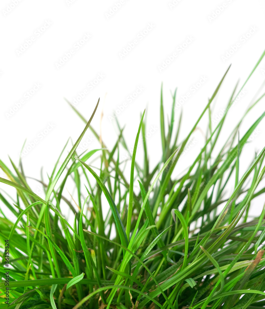 Isolated green grass on white background Isolated green grass on white background