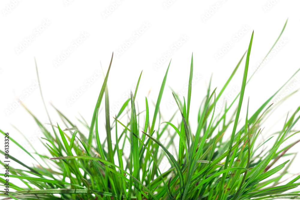Obraz premium green grass