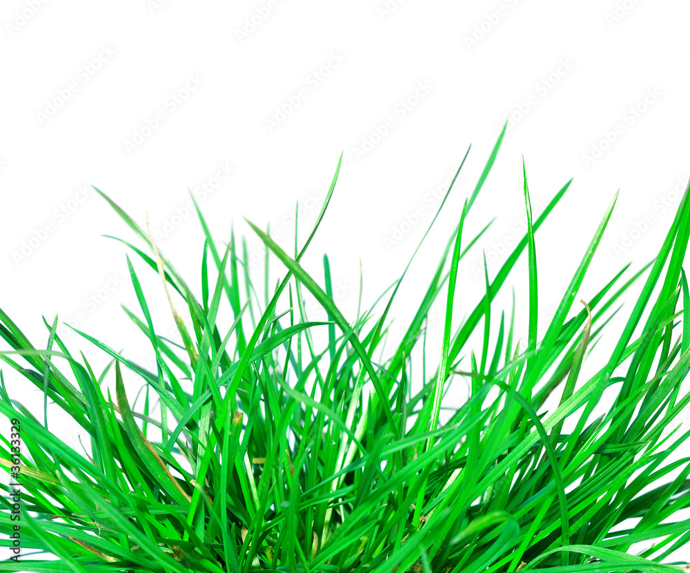 green grass green grass
