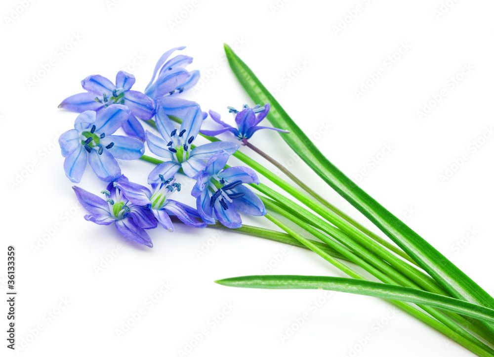 Fototapeta premium Spring flowers bluebells